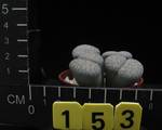 Lithops lesliei v. venteri