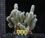 Cleistocactus strausii v. monstruosus
