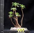 Aeonium gomerense