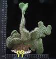 Opuntia hystricina f. cristata