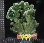 Euphorbia lactea cristata