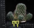 Mammillaria tesopacensis