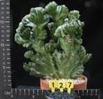 Euphorbia lactea cristata