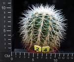 Echinocactus grusonii v. albispinus