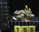 Lithops dabneri