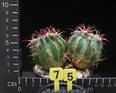 Ferocactus recurvus