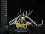 Euphorbia stellata