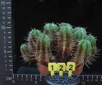 Euphorbia agregata