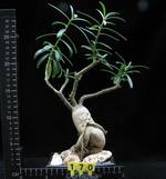 Pachypodium succulentum