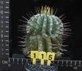Euphorbia horrida v. striata
