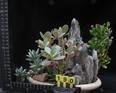 Kalanchoe marmorata