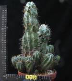 Euphorbia horrida