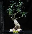 Pachypodium succulentum