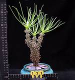 Cotyledon wallichii