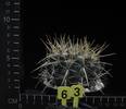 Notocactus tureczekianus