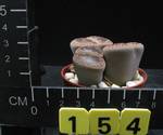 Lithops aucampiae