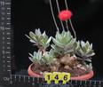 Senecio abyssinicus