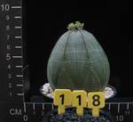 Euphorbia obesa