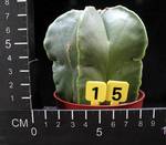 Astrophytum myriostigma v. nudum