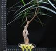 Brachychiton rupestris