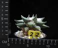 Ariocarpus retusus