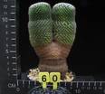 Mammillaria microthele