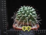 Thelocactus rinconensis