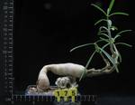Pachypodium succulentum