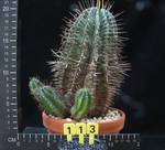 Euphorbia horrida v. striata