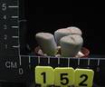 Lithops dabneri