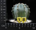 Astrophytum asterias x myriostigma v. nudum