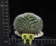 Mammillaria neomystax