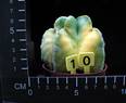 Astrophytum myriostigma