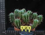 Euphorbia agregata