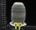 Mammillaria conspicua