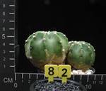 Echinopsis eyriesii