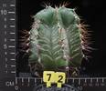 Astrophytum ornatum