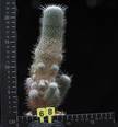 Mammillaria geminispina v. nobilis