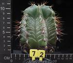 Astrophytum ornatum