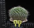 Mammillaria karwinskiana