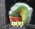 Mammillaria spinosissima v. monospina f. cristata
