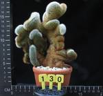 Cleistocactus strausii cristata