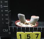 Lithops karasmontana v. mickbergensis