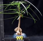 Brachychiton rupestris