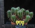 Euphorbia agregata