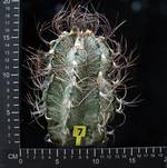 Astrophytum capricorne