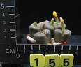 Lithops dabneri