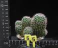 Mammillaria zeilmanniana