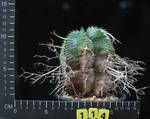 Euphorbia valida