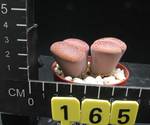 Lithops euniceae